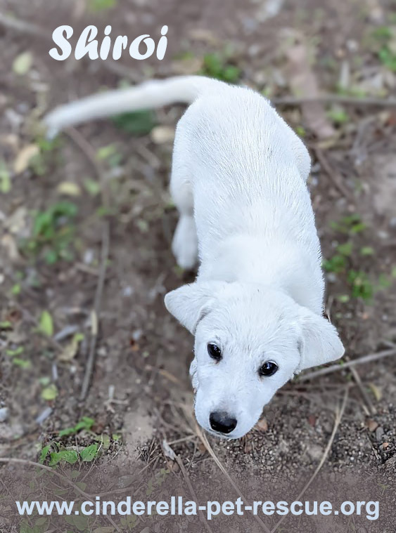 Shiroi, an adoptable Labrador Retriever, Great Pyrenees in Mission, TX, 78574 | Photo Image 5