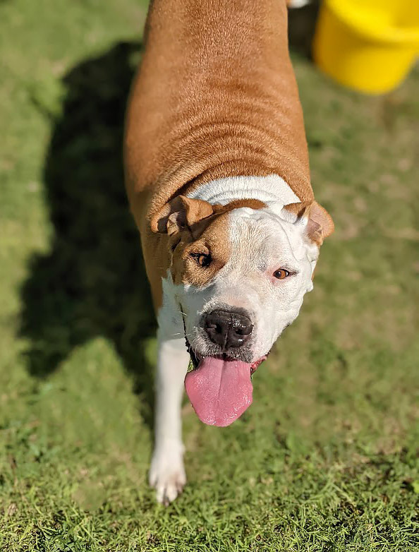 Odin, an adoptable Staffordshire Bull Terrier in Mission, TX, 78574 | Photo Image 1