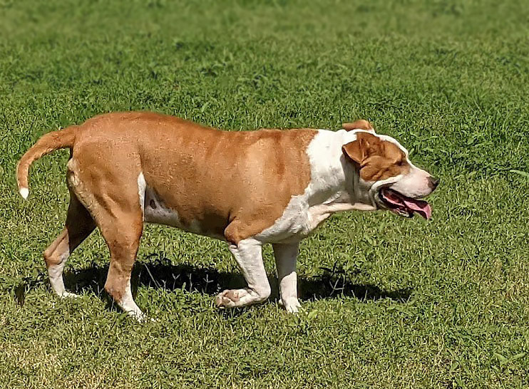 Odin, an adoptable Staffordshire Bull Terrier in Mission, TX, 78574 | Photo Image 3