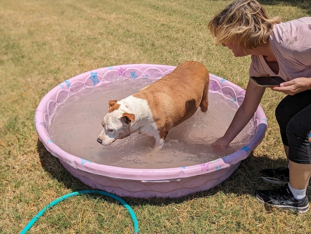 Odin, an adoptable Staffordshire Bull Terrier in Mission, TX, 78574 | Photo Image 4