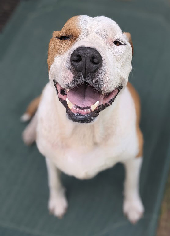 Odin, an adoptable Staffordshire Bull Terrier in Mission, TX, 78574 | Photo Image 5