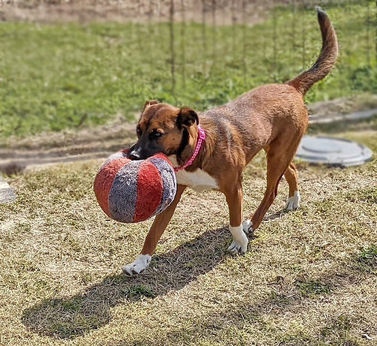 Roulette, an adoptable Australian Cattle Dog / Blue Heeler in Mission, TX, 78574 | Photo Image 1