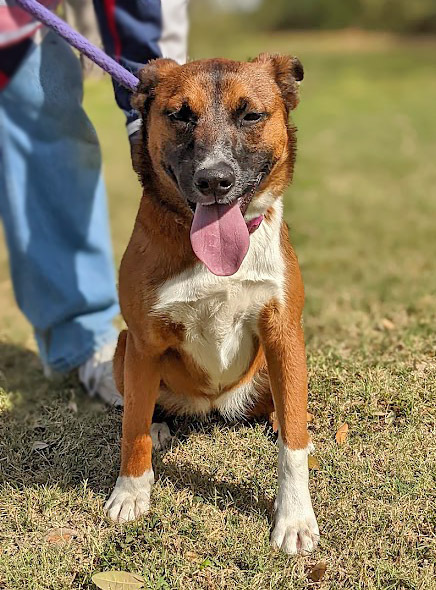 Roulette, an adoptable Australian Cattle Dog / Blue Heeler in Mission, TX, 78574 | Photo Image 2