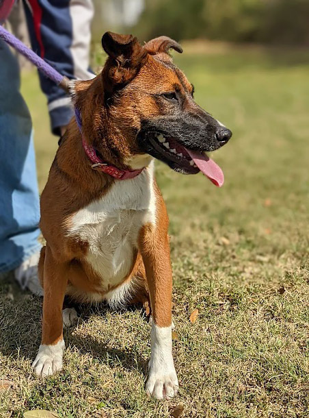 Roulette, an adoptable Australian Cattle Dog / Blue Heeler in Mission, TX, 78574 | Photo Image 3