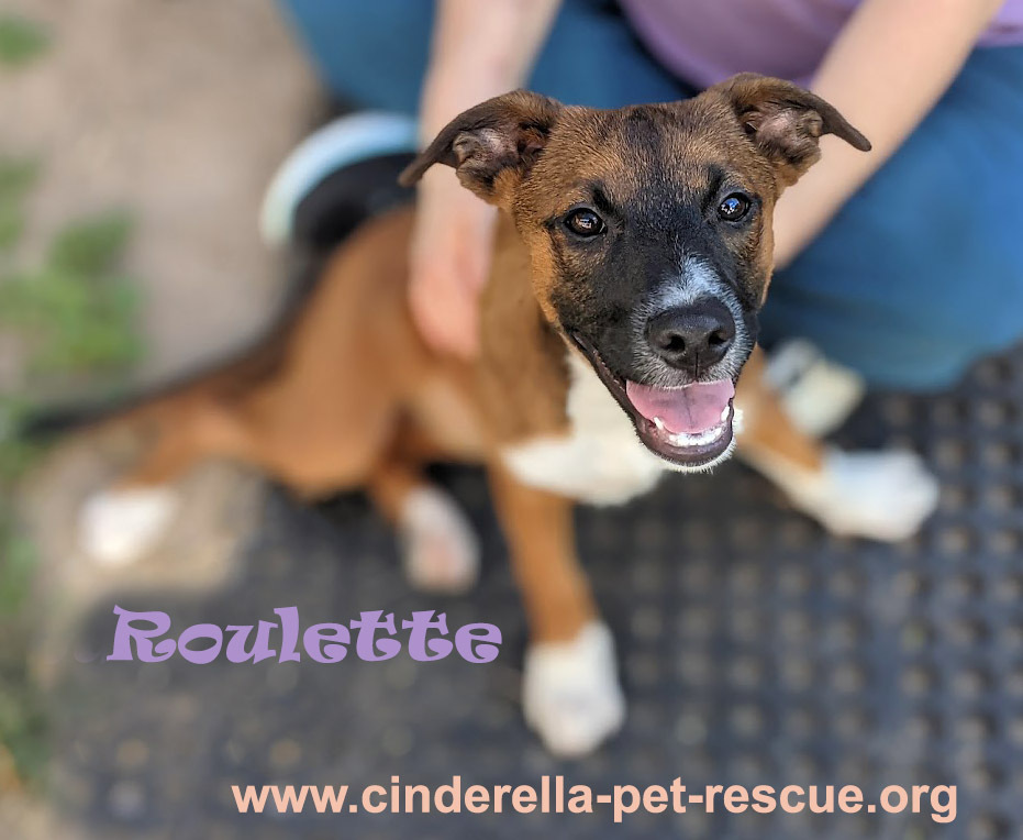 Roulette, an adoptable Australian Cattle Dog / Blue Heeler in Mission, TX, 78574 | Photo Image 5