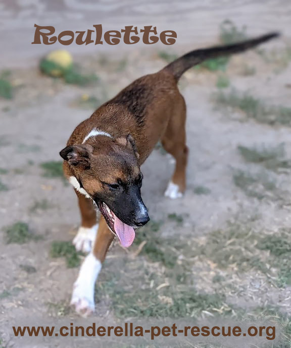 Roulette, an adoptable Australian Cattle Dog / Blue Heeler in Mission, TX, 78574 | Photo Image 6