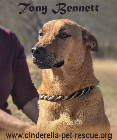 Tony Bennett, an adoptable Labrador Retriever, Chow Chow in Mission, TX, 78574 | Photo Image 1