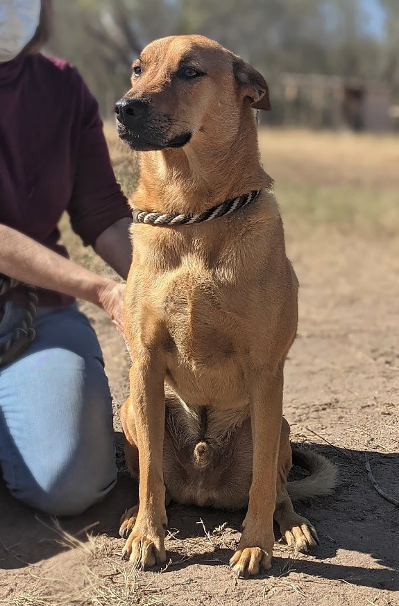 Tony Bennett, an adoptable Labrador Retriever, Chow Chow in Mission, TX, 78574 | Photo Image 2