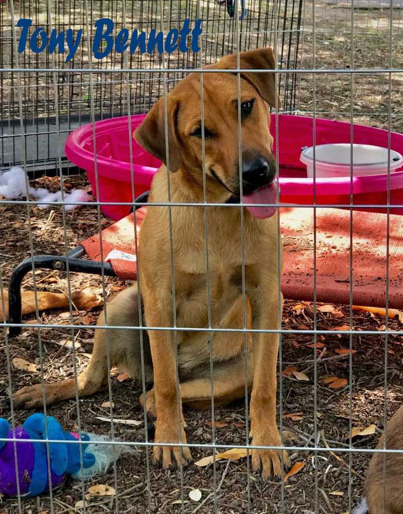 Tony Bennett, an adoptable Labrador Retriever, Chow Chow in Mission, TX, 78574 | Photo Image 3