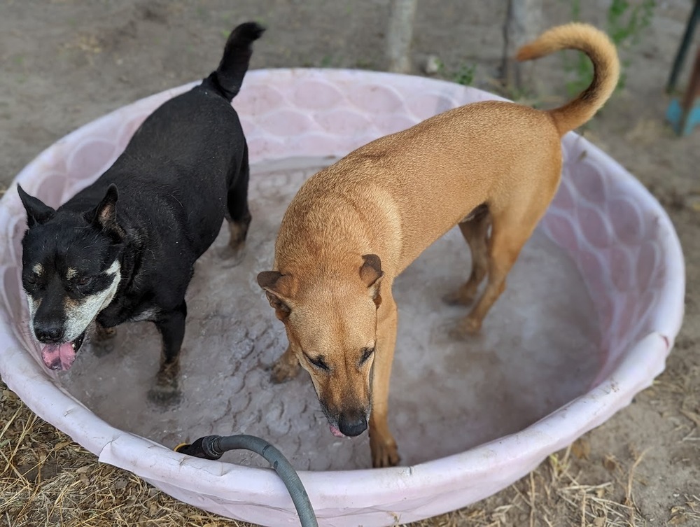 Tony Bennett, an adoptable Labrador Retriever, Chow Chow in Mission, TX, 78574 | Photo Image 3