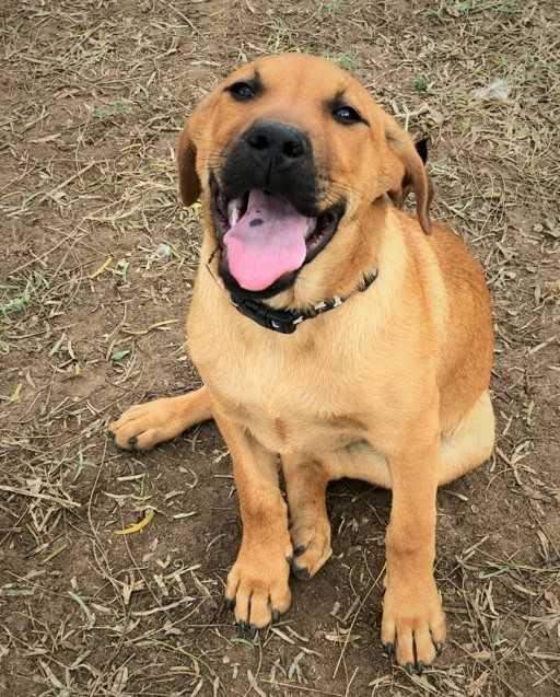 Tony Bennett, an adoptable Labrador Retriever, Chow Chow in Mission, TX, 78574 | Photo Image 4