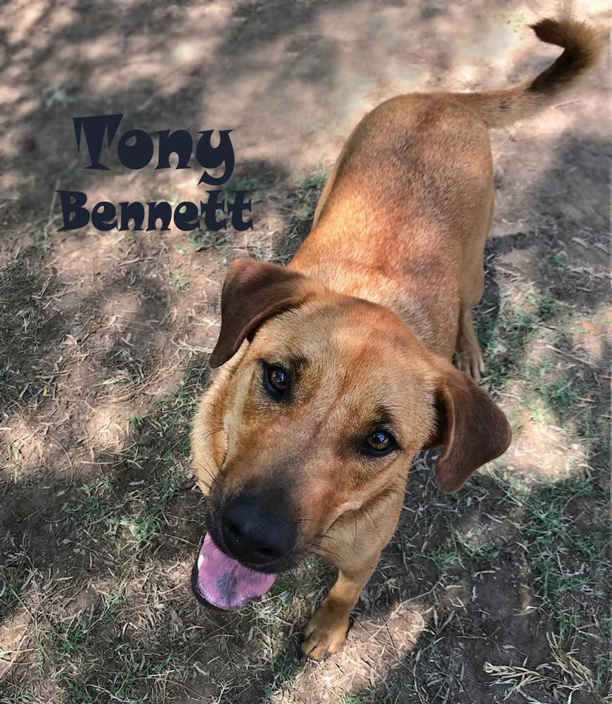 Tony Bennett, an adoptable Labrador Retriever, Chow Chow in Mission, TX, 78574 | Photo Image 4