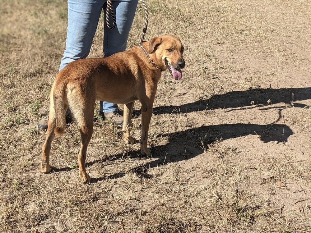 Tony Bennett, an adoptable Labrador Retriever, Chow Chow in Mission, TX, 78574 | Photo Image 5