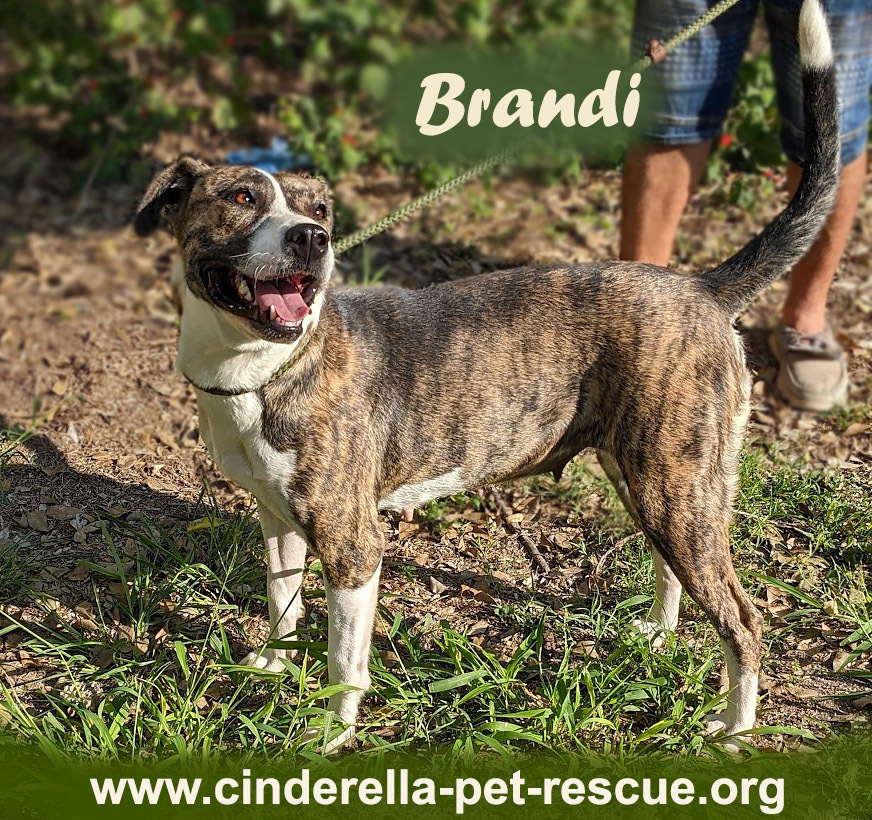 Brandi, an adoptable American Staffordshire Terrier, Labrador Retriever in Mission, TX, 78574 | Photo Image 1