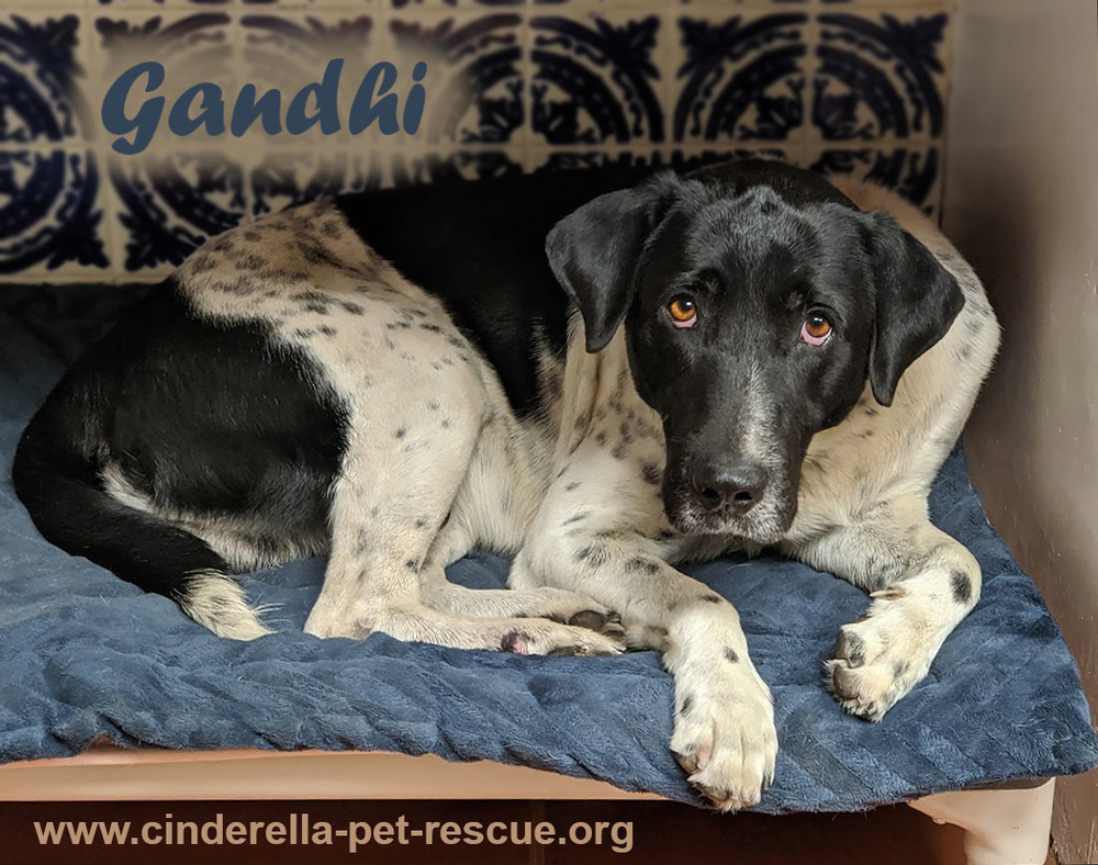 Gandhi, an adoptable German Shorthaired Pointer in Mission, TX, 78574 | Photo Image 1