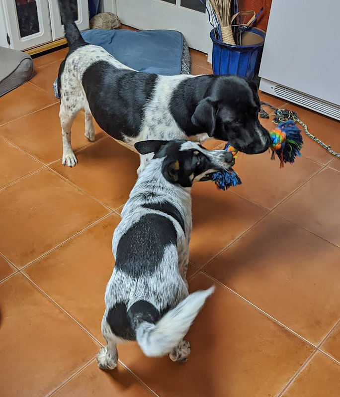 Gandhi, an adoptable German Shorthaired Pointer in Mission, TX, 78574 | Photo Image 3