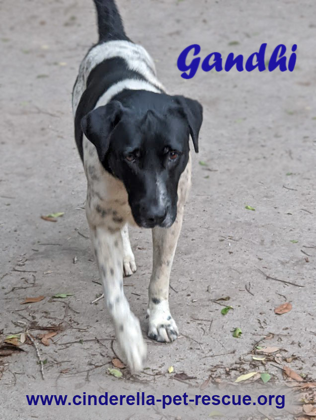Gandhi, an adoptable German Shorthaired Pointer in Mission, TX, 78574 | Photo Image 4