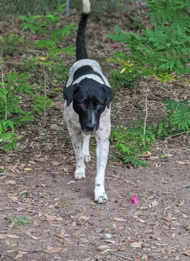 Gandhi, an adoptable German Shorthaired Pointer in Mission, TX, 78574 | Photo Image 5