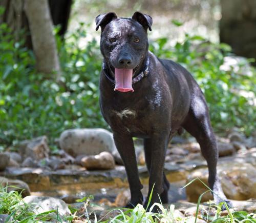 Phoenix, an adoptable Pit Bull Terrier, Labrador Retriever in Mission, TX, 78574 | Photo Image 1