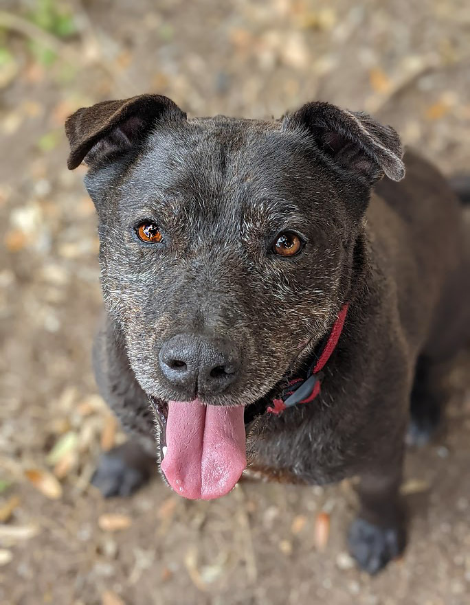 Phoenix, an adoptable Pit Bull Terrier, Labrador Retriever in Mission, TX, 78574 | Photo Image 2