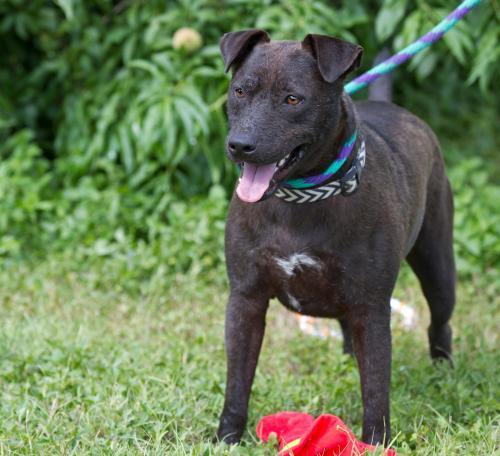 Phoenix, an adoptable Pit Bull Terrier, Labrador Retriever in Mission, TX, 78574 | Photo Image 3