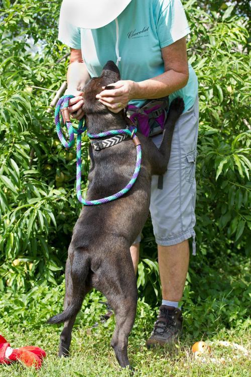 Phoenix, an adoptable Pit Bull Terrier, Labrador Retriever in Mission, TX, 78574 | Photo Image 4