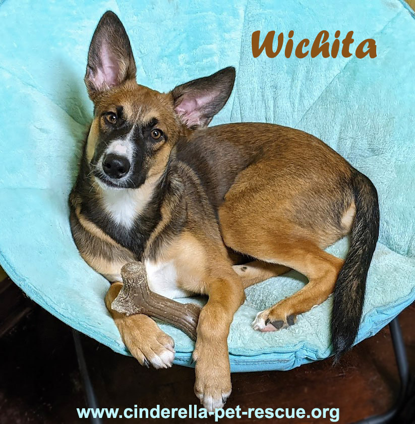 Wichita, an adoptable Shepherd, Rhodesian Ridgeback in Mission, TX, 78574 | Photo Image 1