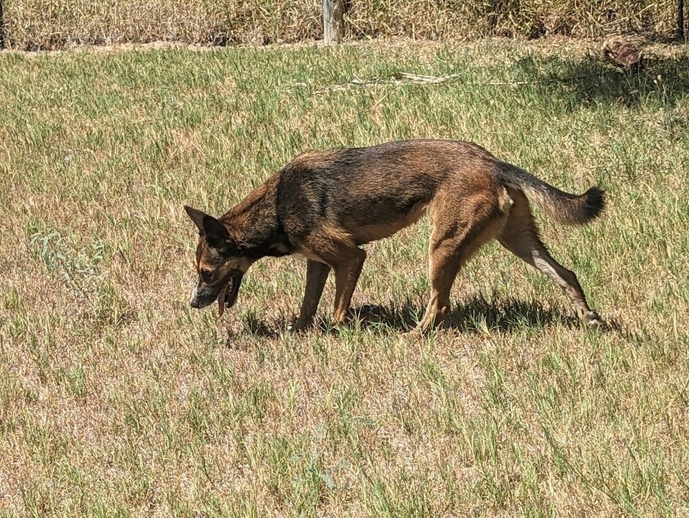 Wichita, an adoptable Shepherd, Rhodesian Ridgeback in Mission, TX, 78574 | Photo Image 3