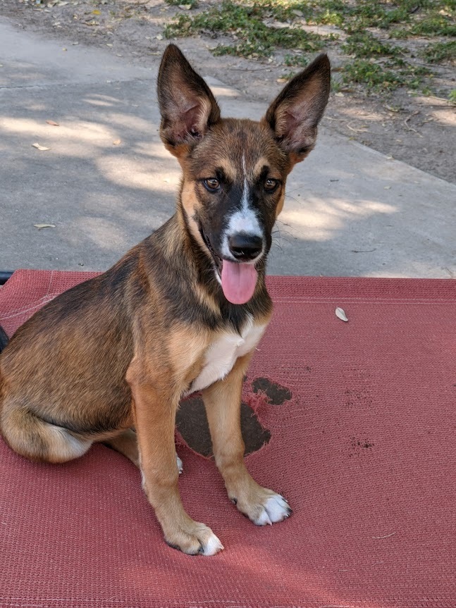 Wichita, an adoptable Shepherd, Rhodesian Ridgeback in Mission, TX, 78574 | Photo Image 4