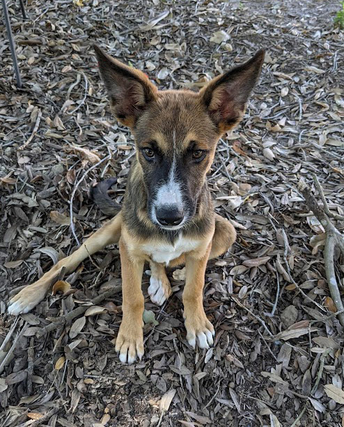 Wichita, an adoptable Shepherd, Rhodesian Ridgeback in Mission, TX, 78574 | Photo Image 6