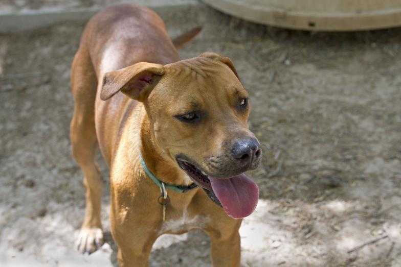 Chicory, an adoptable Labrador Retriever, Boxer in Mission, TX, 78574 | Photo Image 1