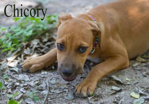 Chicory, an adoptable Labrador Retriever, Boxer in Mission, TX, 78574 | Photo Image 2