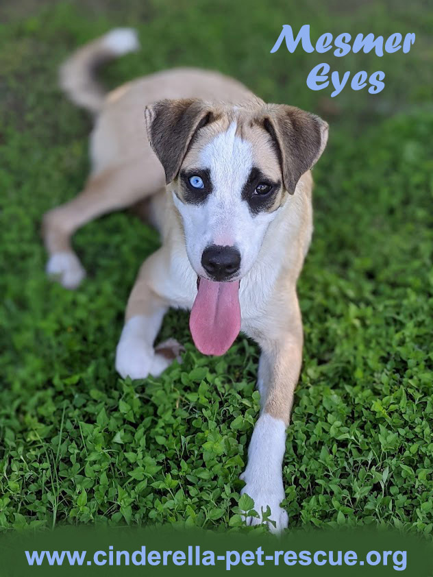 Mesmer Eyes, an adoptable Anatolian Shepherd, Husky in Mission, TX, 78574 | Photo Image 1