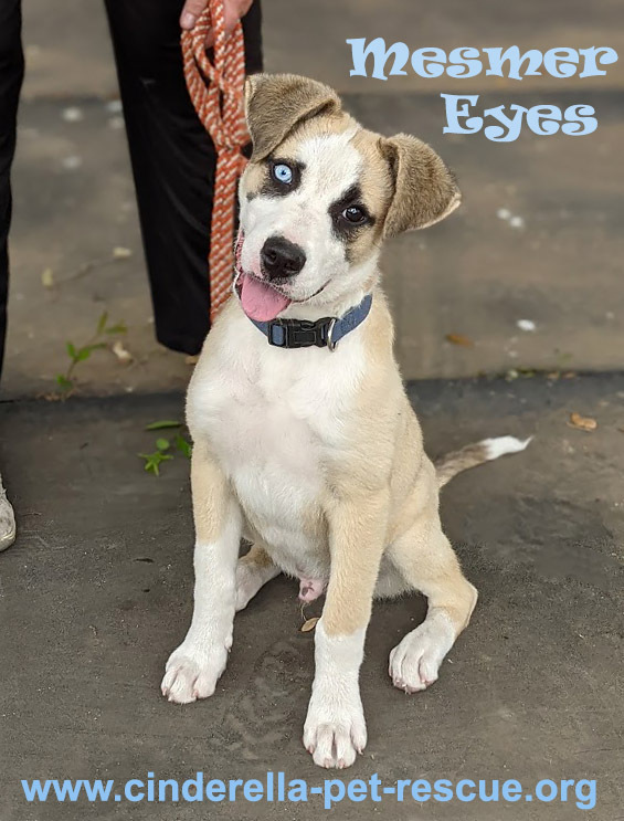 Mesmer Eyes, an adoptable Anatolian Shepherd, Husky in Mission, TX, 78574 | Photo Image 2