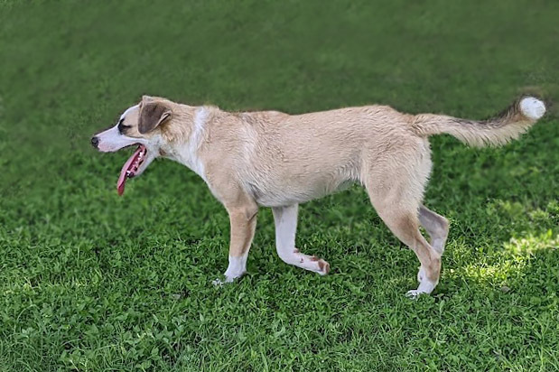 Mesmer Eyes, an adoptable Anatolian Shepherd, Husky in Mission, TX, 78574 | Photo Image 3