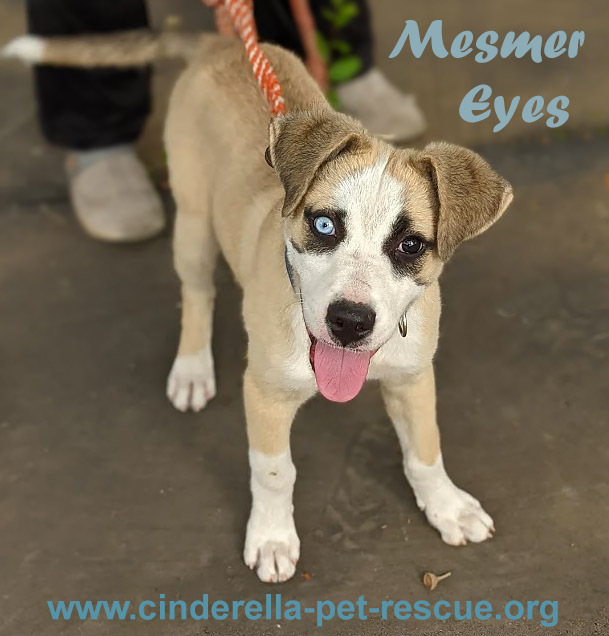 Mesmer Eyes, an adoptable Anatolian Shepherd, Husky in Mission, TX, 78574 | Photo Image 4