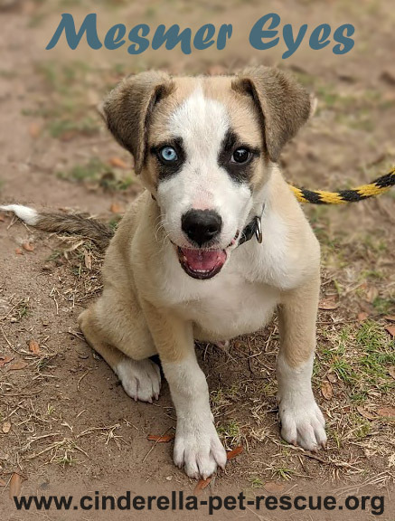 Mesmer Eyes, an adoptable Anatolian Shepherd, Husky in Mission, TX, 78574 | Photo Image 5