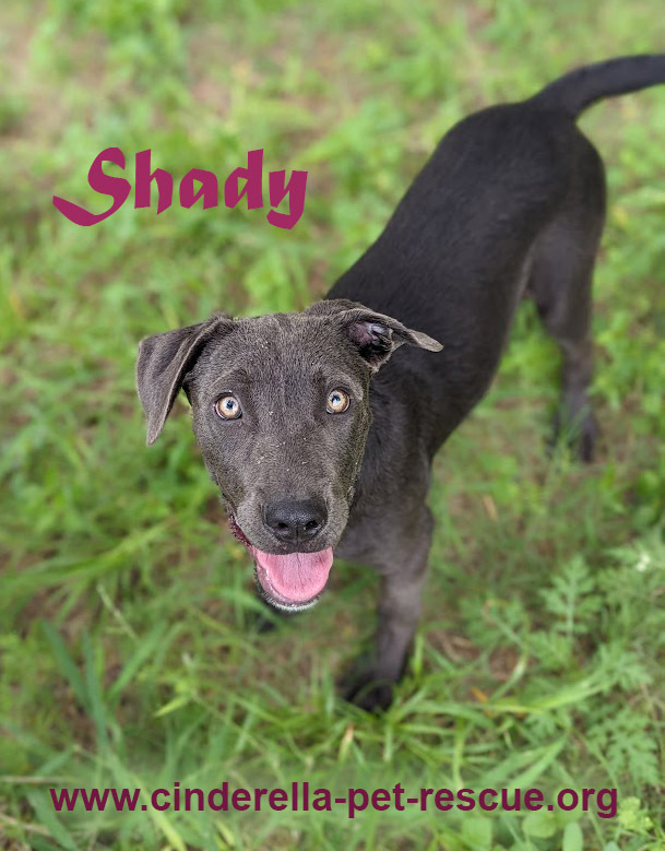 Shady, an adoptable Labrador Retriever, Weimaraner in Mission, TX, 78574 | Photo Image 1