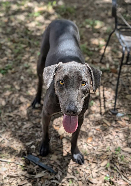 Shady, an adoptable Labrador Retriever, Weimaraner in Mission, TX, 78574 | Photo Image 2