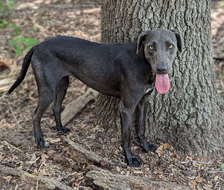 Shady, an adoptable Labrador Retriever, Weimaraner in Mission, TX, 78574 | Photo Image 3