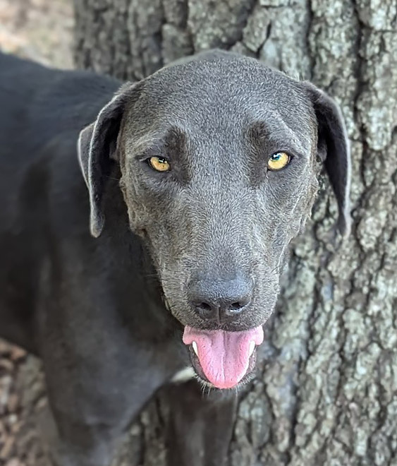 Shady, an adoptable Labrador Retriever, Weimaraner in Mission, TX, 78574 | Photo Image 4