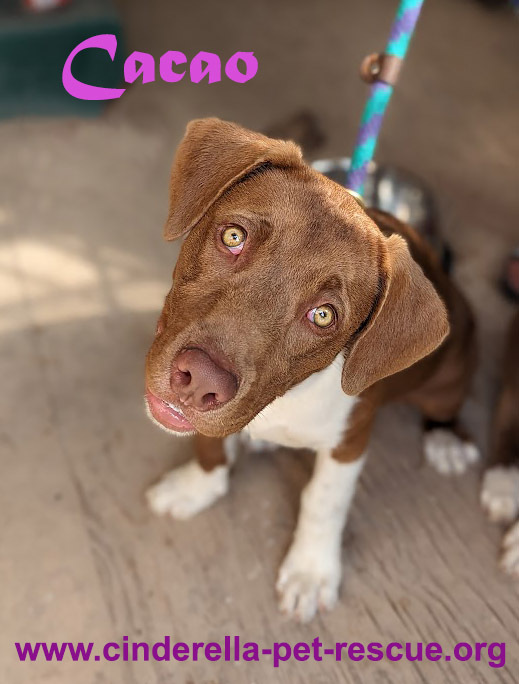 Cacao, an adoptable Mastiff, Labrador Retriever in Mission, TX, 78574 | Photo Image 1