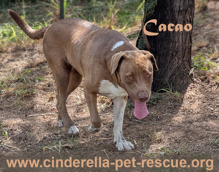 Cacao, an adoptable Mastiff, Labrador Retriever in Mission, TX, 78574 | Photo Image 1