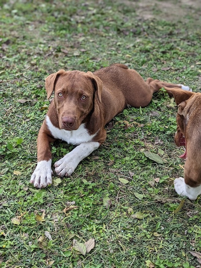 Cacao, an adoptable Mastiff, Labrador Retriever in Mission, TX, 78574 | Photo Image 2