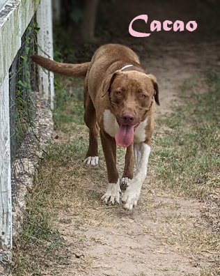 Cacao, an adoptable Mastiff, Labrador Retriever in Mission, TX, 78574 | Photo Image 2