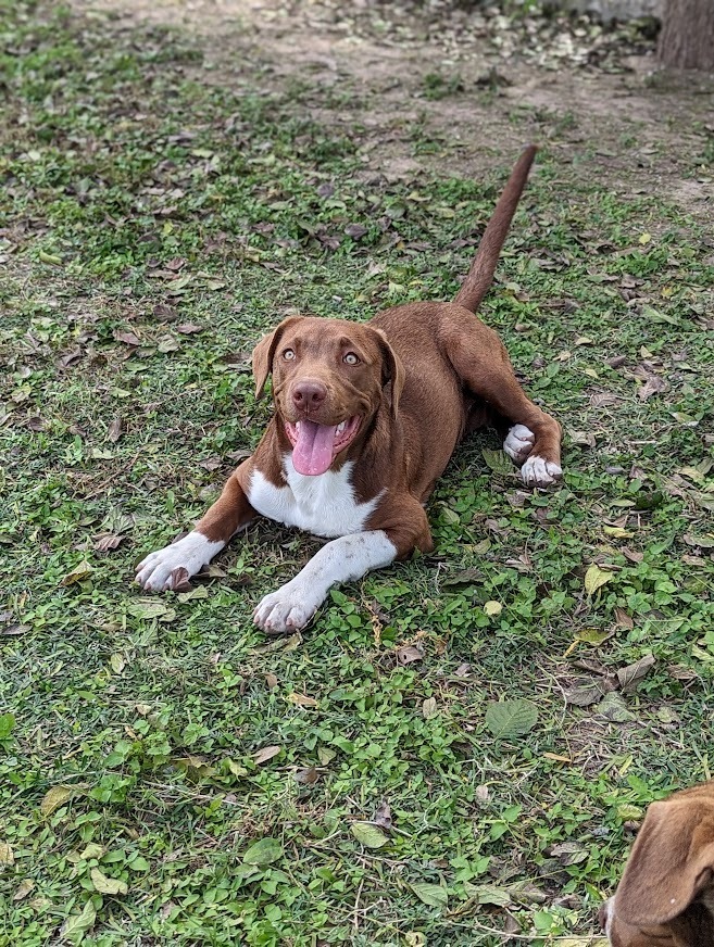 Cacao, an adoptable Mastiff, Labrador Retriever in Mission, TX, 78574 | Photo Image 3
