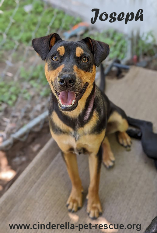 Joseph, an adoptable Doberman Pinscher, Labrador Retriever in Mission, TX, 78574 | Photo Image 1