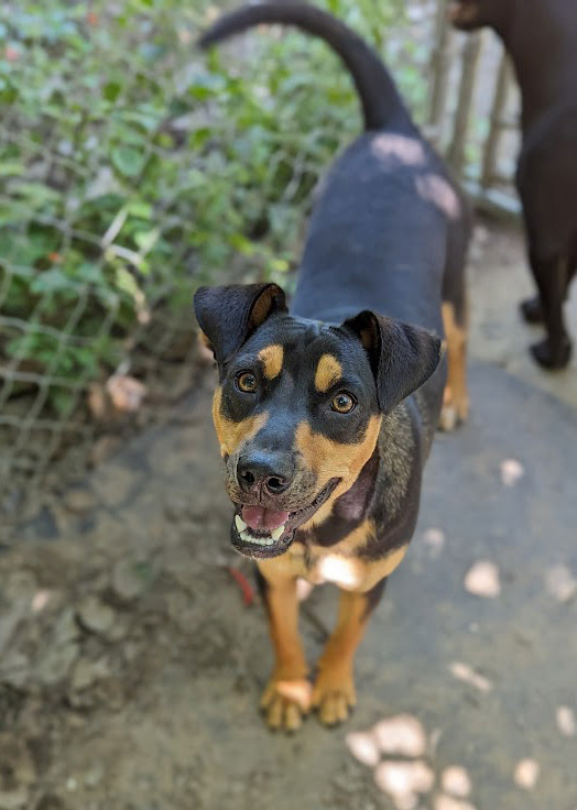 Joseph, an adoptable Doberman Pinscher, Labrador Retriever in Mission, TX, 78574 | Photo Image 2