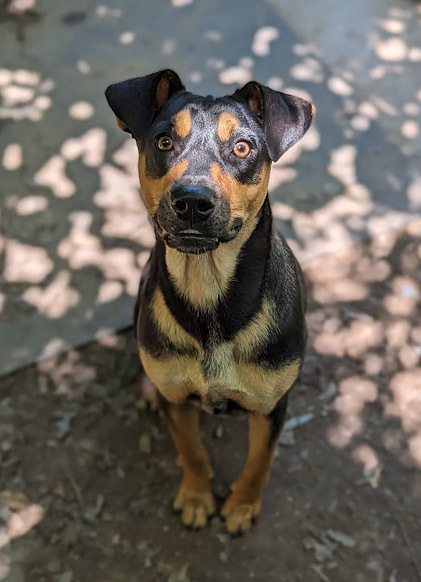 Joseph, an adoptable Doberman Pinscher, Labrador Retriever in Mission, TX, 78574 | Photo Image 3