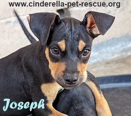 Joseph, an adoptable Doberman Pinscher, Labrador Retriever in Mission, TX, 78574 | Photo Image 4